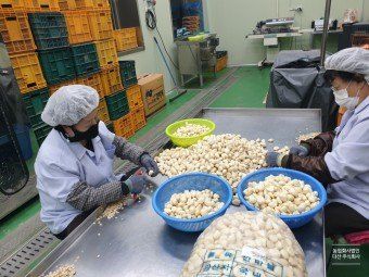 너먼들농부네님의 장터 판매 상품 [깐양파 3kg진공포장  ] 첨부 사진