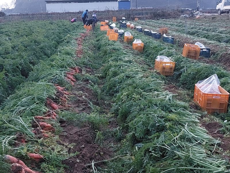 너먼들농부네님의 장터 판매 상품 [깐양파 3kg진공포장  ] 첨부 사진