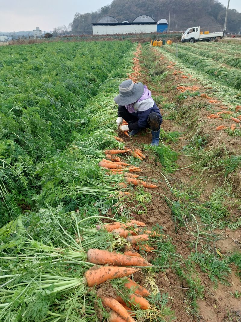 너먼들농부네님의 장터 판매 상품 [깐양파 3kg진공포장  ] 첨부 사진