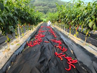 민석규님의 고추 · 영농일지 작성글 사진