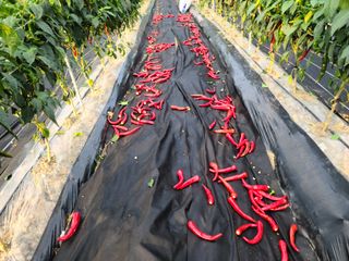 민석규님의 고추 · 영농일지 작성글 사진