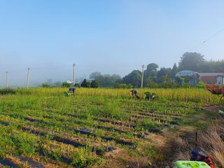 엄기덕님의 참깨 · 영농일지 작성글 사진