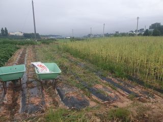 엄기덕님의 참깨 · 영농일지 작성글 사진