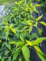 팜모닝 고추·병해충상담 게시글 이미지