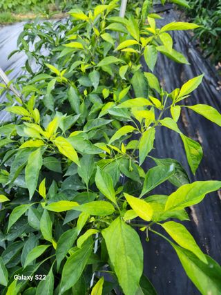 kis님의 고추 · 병해충상담 작성글 사진