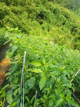 유경규 님의 고추 · 영농일지 작성글 사진