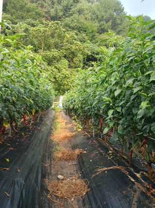 유경규 님의 고추 · 영농일지 작성글 사진
