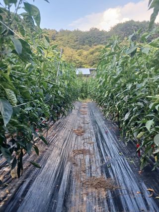 유경규 님의 고추 · 영농일지 작성글 사진