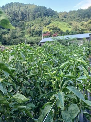 유경규 님의 고추 · 영농일지 작성글 사진