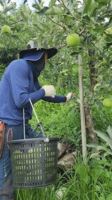 팜모닝 사과·영농일지 게시글 이미지