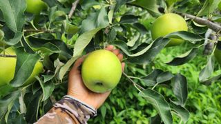 김미선님의 사과 · 영농일지 작성글 사진