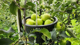 김미선님의 사과 · 영농일지 작성글 사진