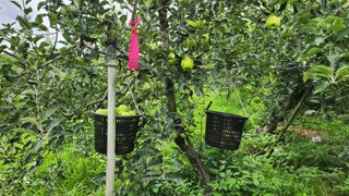 김미선님의 사과 · 영농일지 작성글 사진