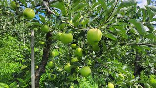 김미선님의 사과 · 영농일지 작성글 사진