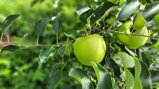 김미선님의 사과 · 영농일지 작성글 사진