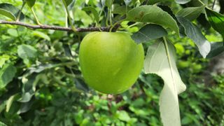 김미선님의 사과 · 영농일지 작성글 사진