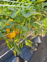 팜모닝 자유주제·자유게시판 게시글 이미지