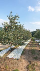 팜모닝 사과·영농일지 게시글 이미지