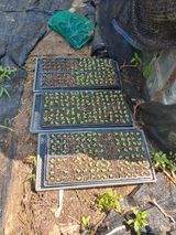 팜모닝 배추·영농일지 게시글 이미지