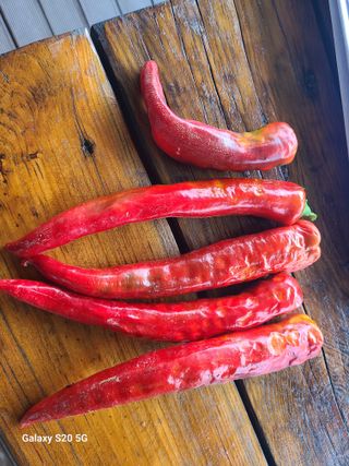 서숙희님의 고추 · 병해충상담 작성글 사진