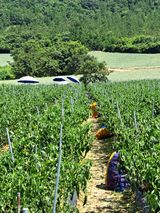 팜모닝 고추·영농일지 게시글 이미지