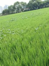 팜모닝 벼·영농일지 게시글 이미지