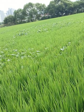 정성교님의 벼 · 영농일지 작성글 사진