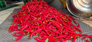 친정집같은언니님의 고추 · 영농일지 작성글 사진