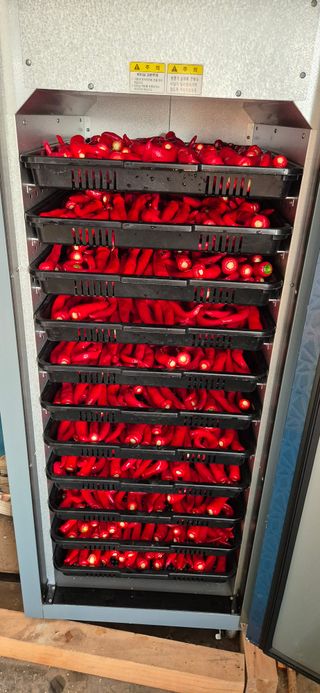 친정집같은언니님의 고추 · 영농일지 작성글 사진