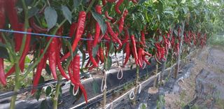 손두익 님의 고추 · 영농일지 작성글 사진