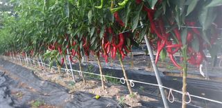 손두익 님의 고추 · 영농일지 작성글 사진