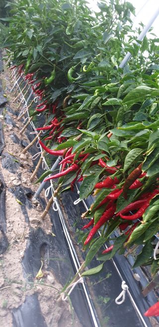 손두익 님의 고추 · 영농일지 작성글 사진