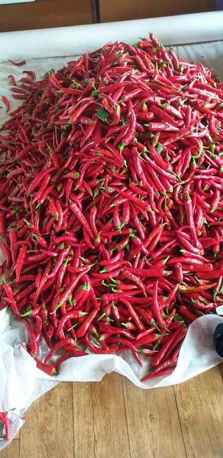 손두익 님의 고추 · 영농일지 작성글 사진