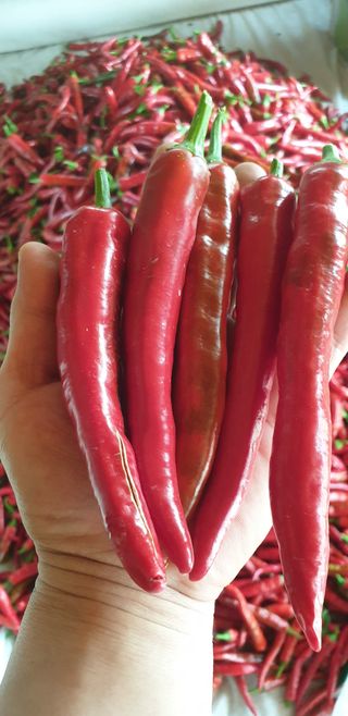 손두익 님의 고추 · 영농일지 작성글 사진