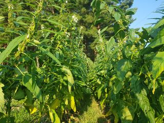 블루베리님의 고추 · 영농일지 작성글 사진