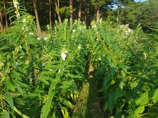 블루베리님의 고추 · 영농일지 작성글 사진