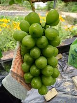 팜모닝 포도·영농일지 게시글 이미지