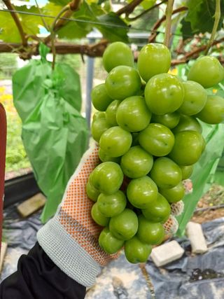 못내뜰애농원님의 포도 · 영농일지 작성글 사진