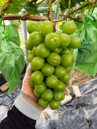 못내뜰애농원님의 포도 · 영농일지 작성글 사진