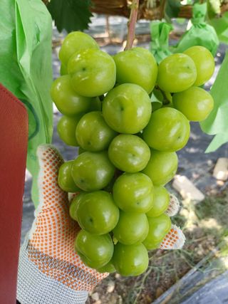 못내뜰애농원님의 포도 · 영농일지 작성글 사진