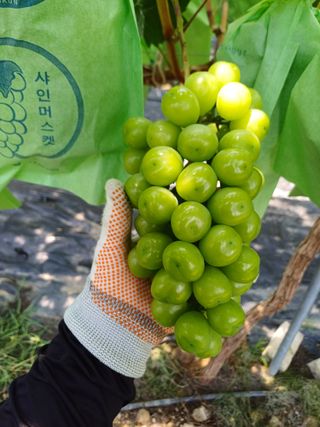 못내뜰애농원님의 포도 · 영농일지 작성글 사진