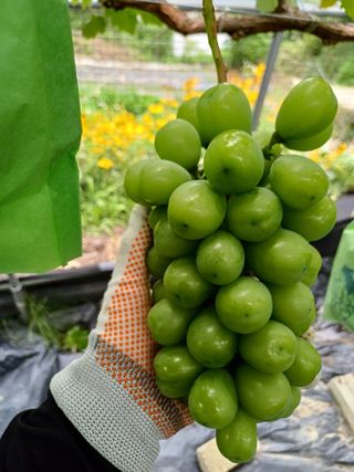 못내뜰애농원님의 포도 · 영농일지 작성글 사진