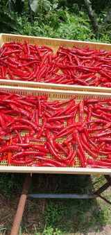 팜모닝 고추·영농일지 게시글 이미지