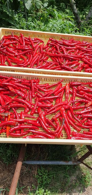 함영숙 님의 고추 · 영농일지 작성글 사진