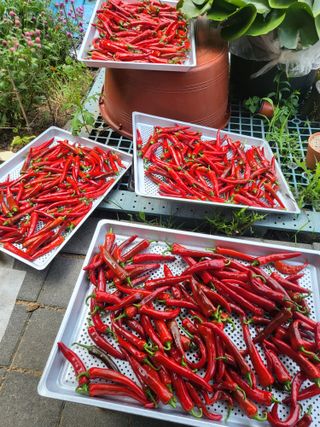 예천댁이님의 고추 · 영농일지 작성글 사진