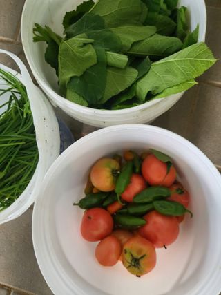 예천댁이님의 고추 · 영농일지 작성글 사진