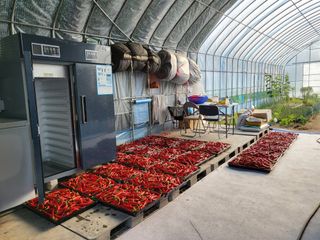 장두학님의 고추 · 영농일지 작성글 사진