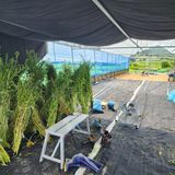 팜모닝 참깨·영농일지 게시글 이미지