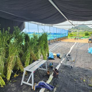 한상범님의 참깨 · 영농일지 작성글 사진