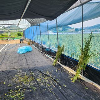 한상범님의 참깨 · 영농일지 작성글 사진